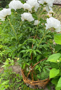 A peony plant in bloom with woven basket support at its base.